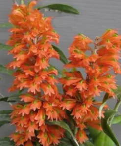 Ready to Flower Size Dendrobium Faciferum