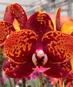 Phalaenopsis Reyoung Lava Blooming Size