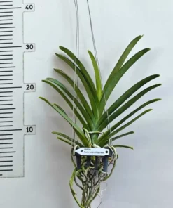 Alternative view of Ranu Gold x Elly Carol Blooming Size