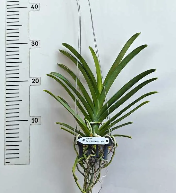 Ranu Gold x Elly Carol Blooming Size - Image 2