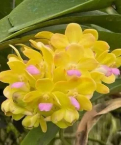 Wuttipanara Yellow Blooming Size