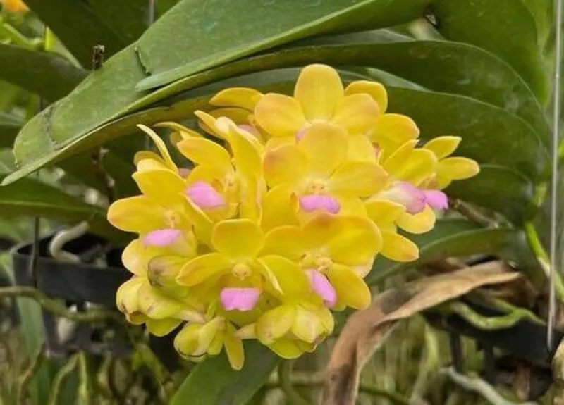 Wuttipanara Yellow Blooming Size