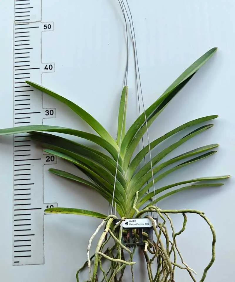 Chulaee Classic × Blitta Blooming Size - Image 2