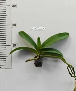 Alternative view of Rhynchostylis Pink Banyen Foxtail Medium Size