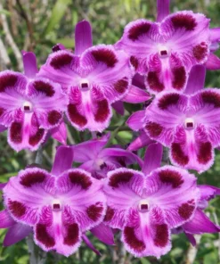 Ready to Flower Size Dendrobium Parishii 6 Eyes - Mounted