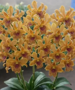 Brown Big Red Lip #18 Seedling