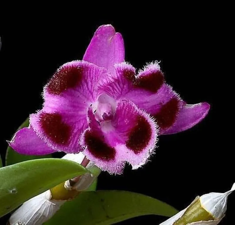 Ready to Flower Size Dendrobium Parishii 6 Eyes - Mounted