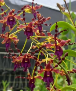 Samurai Red Purple No 68 Seedling