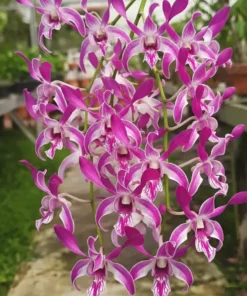 Dark Warawan Seedling