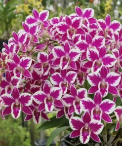 Splash 5% 64 Seedling