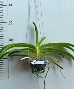 Alternative view of Mem Tianchai x Rhyn Coelestis Blooming Size