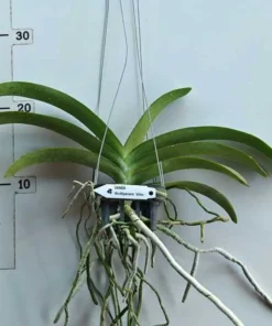 Alternative view of Wuttipanara Yellow Blooming Size