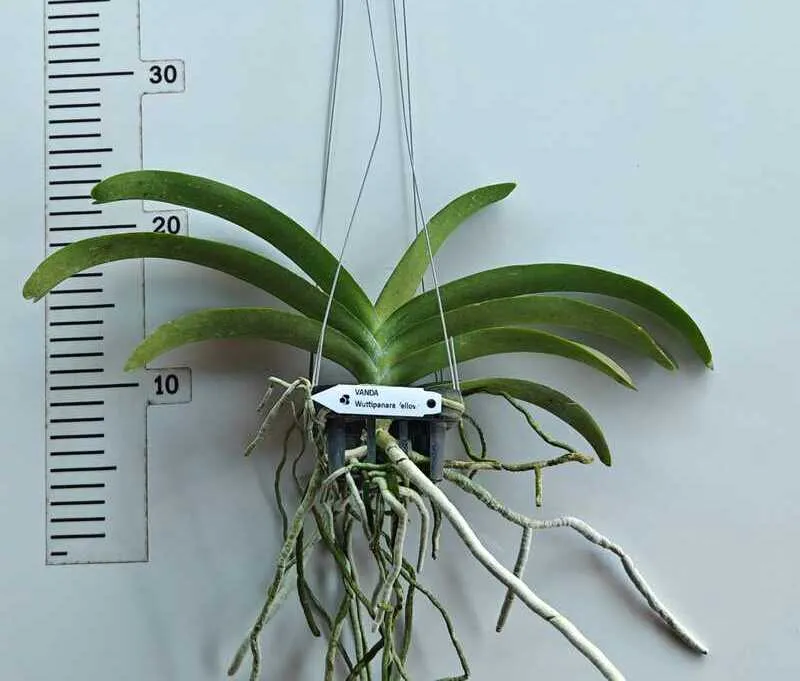 Wuttipanara Yellow Blooming Size - Image 2