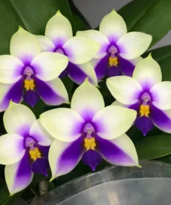 Ready to Flower Size Phalaenopsis bellina ‘Blue’ x Sib