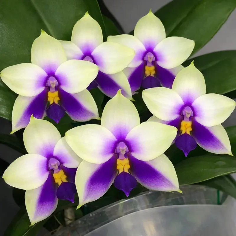 Ready to Flower Size Phalaenopsis bellina ‘Blue’ x Sib