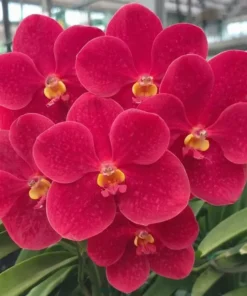 Vanda Big Red 684 Blooming Size