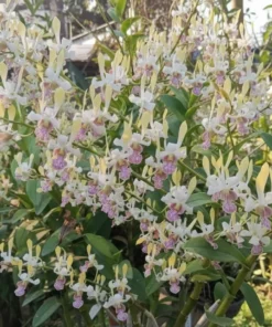 Gludii yellow Seedling