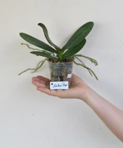 Alternative view of Rhynchostylis Red Foxtail Medium Size