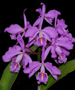 Cattleya Maxima Blooming Size