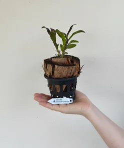 Alternative view of Epicattleya Rene Marquez Blooming Size