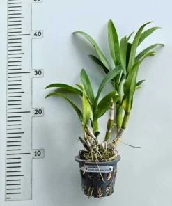 Alternative view of Blooming Size Dendrobium Mutate Purple Green Three Lips