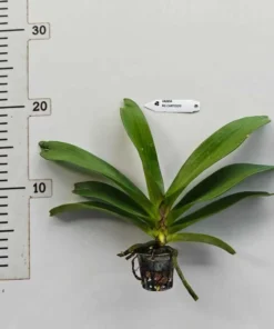 Alternative view of Rhynchostylis Cartoon Foxtail Medium Size