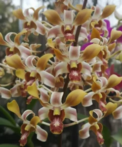 Brown Derby X Lasianthera Seedling