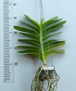 Alternative view of Phrao Blue Sky Blooming Size