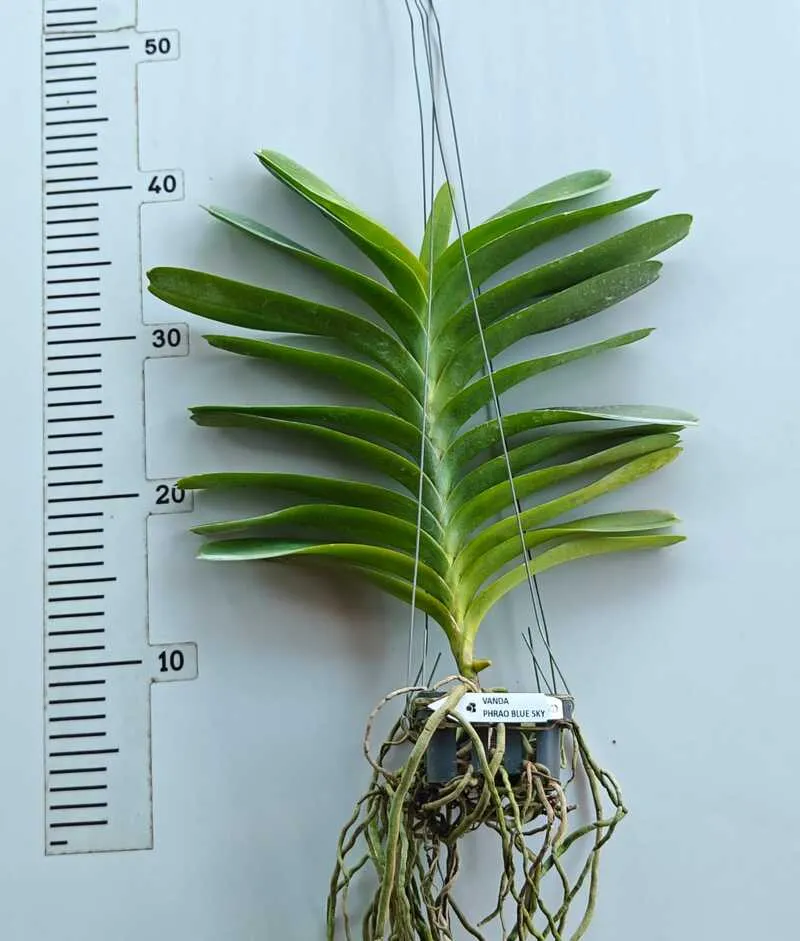 Phrao Blue Sky Blooming Size - Image 2