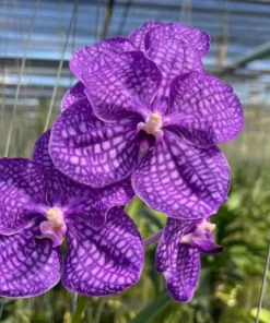 Phrao Blue Sky Blooming Size