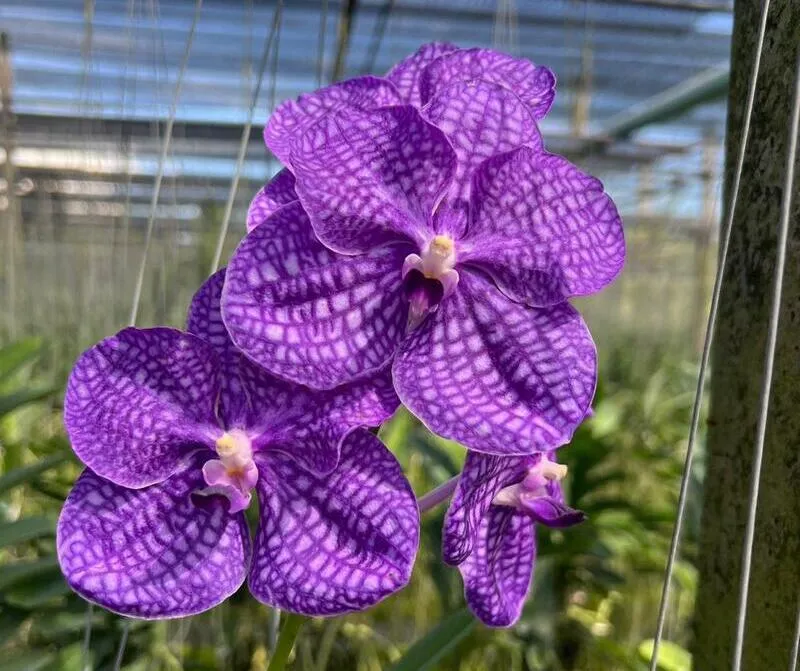 Phrao Blue Sky Blooming Size