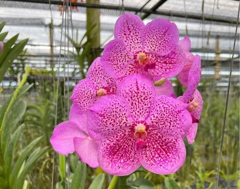 Chulaee Classic × Blitta Blooming Size