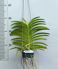 Alternative view of DJ Pink Spot Blooming Size