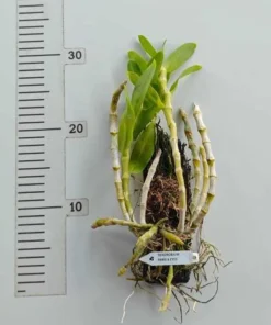 Alternative view of Ready to Flower Size Dendrobium Parishii 6 Eyes - Mounted