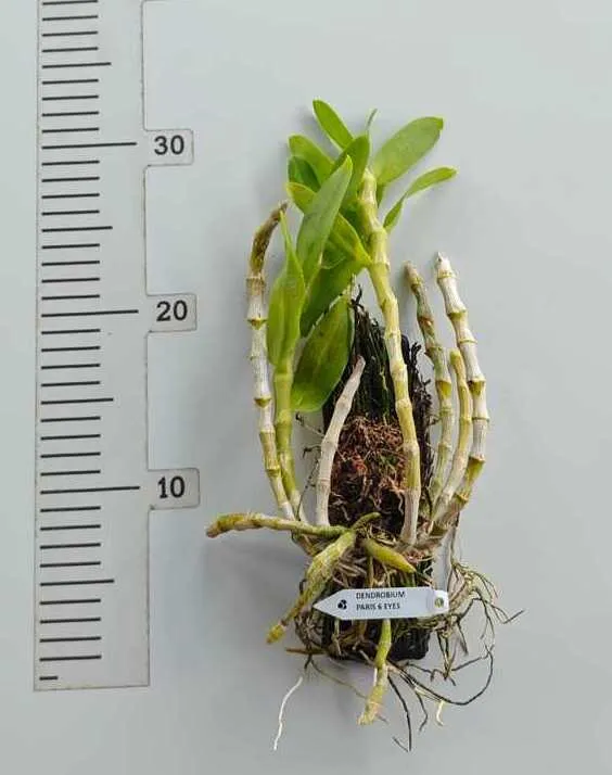 Ready to Flower Size Dendrobium Parishii 6 Eyes - Mounted - Image 2