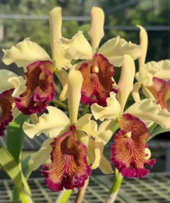Cattleya Dowiana​ Blooming Size