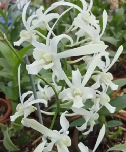 Giant Rabbit White 67 Seedling