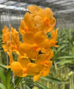 Ascocenda Suksamran Hybrid Blooming Size