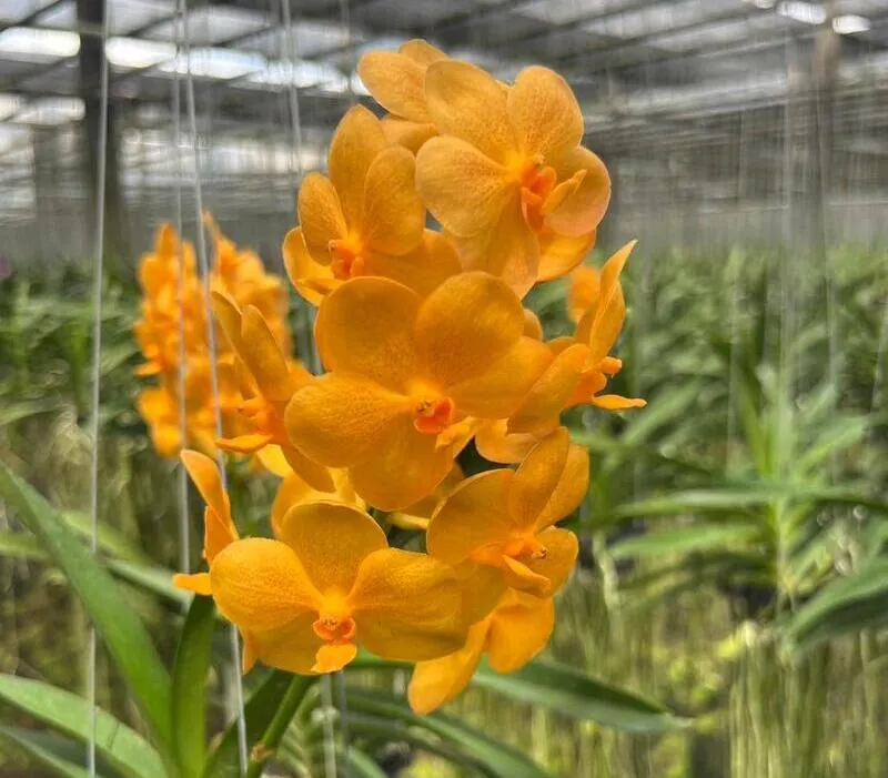 Ascocenda Suksamran Hybrid Blooming Size