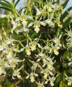 Stratiotes Green White Seedling