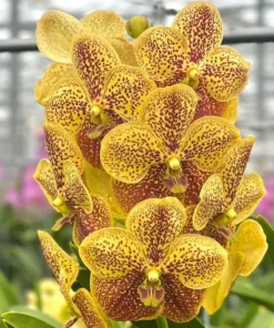 Perry Como Blooming Size