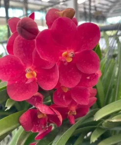 Vanda Big Red 684 Blooming Size