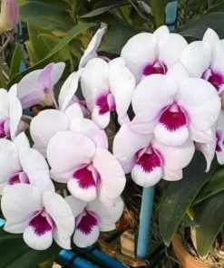 Ready to Flower Size Dendrobium Red White Lip