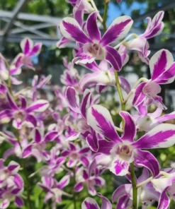 Caesar 4n Splash 5% Seedling