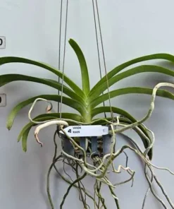 Alternative view of Rhynchostylis Coichi Blooming Size