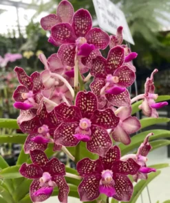 DJ Pink Spot Blooming Size