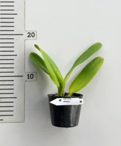 Alternative view of Cattleya Dowiana​ Blooming Size