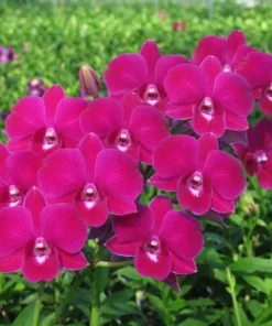 Red Flame 23 Seedling