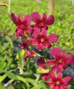 Butachong Brown 94 Seedling