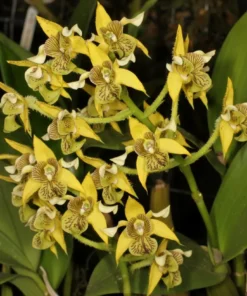 Ready to Flower Size Dendrobium Macrophyllum x Spectabilis